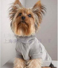 寵物服裝與裝飾 市場趨勢與供應商選擇指南