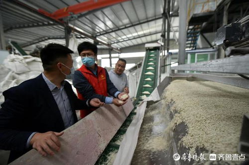 豆渣巧變貓砂，茌平創(chuàng)新寵物服務揚帆出海