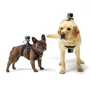 寵物用品大盤點 這些寶貝你入手了嗎