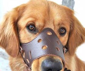 武漢出臺養(yǎng)犬管理新規(guī) 遛狗不戴嘴套最高罰千元，物業(yè)監(jiān)管不力最高罰3萬