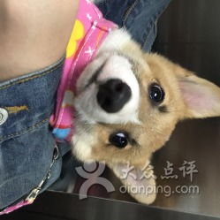 寵管家寵物用品店 打造專業、便捷的電子商務技術服務